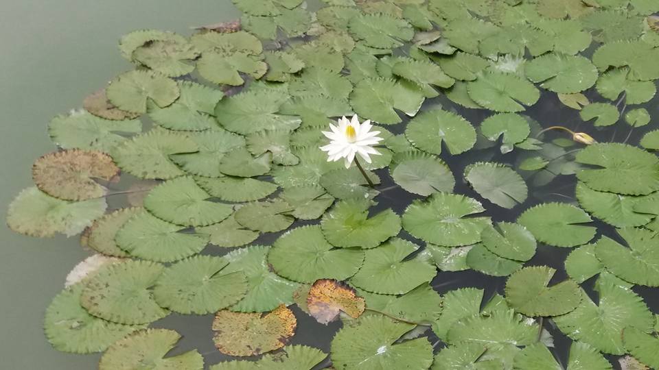 The obligatory water lily photo...