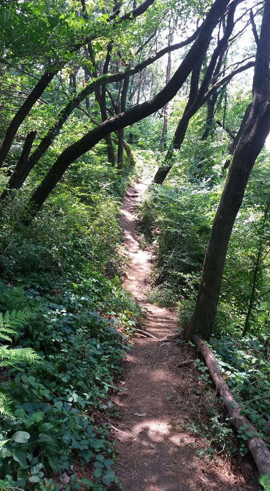 A shady trail on a hot summer's day is like the ice in your tea.