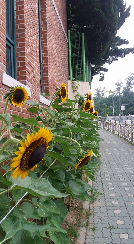Enjoyed these sunflowers on my sunny walk into work this morning...